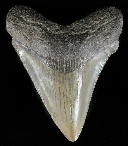 Serrated, Juvenile Megalodon Tooth - Georgia #59216